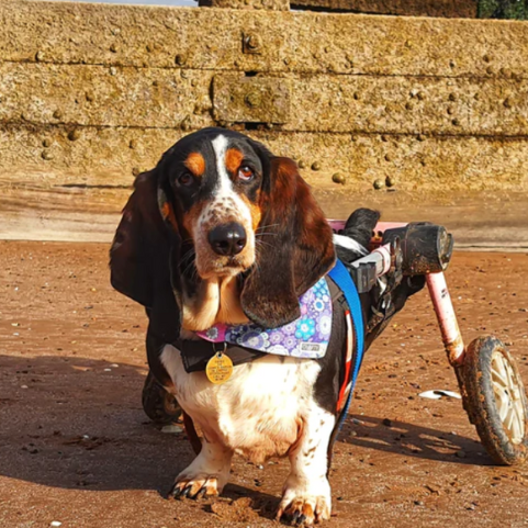 5 Dog Wheelchair Charities in the UK - Find A Dog Wheelchair