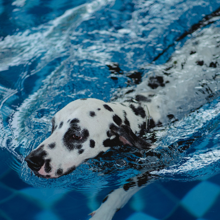 Can Physiotherapy and Hydrotherapy Help my Dog with Hip Dysplasia?