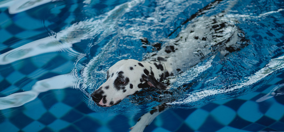 Can Physiotherapy and Hydrotherapy Help my Dog with Hip Dysplasia?