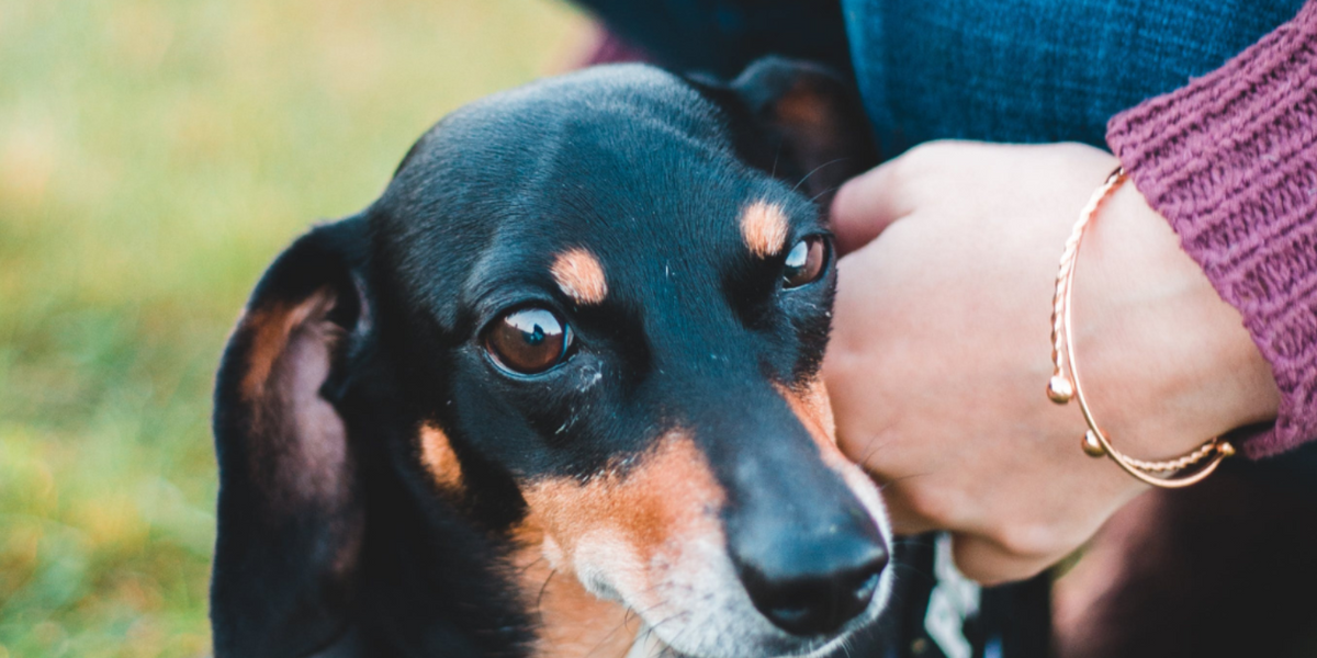 My Dog Drags His Back Paws Damaging His Nails and Skin. What Should I