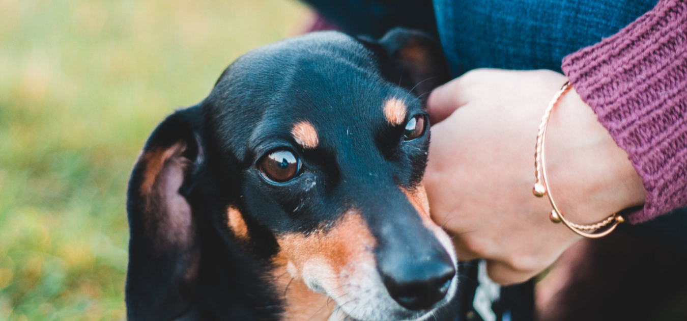 My Dog Drags His Back Paws Damaging His Nails and Skin. What Should I —  ZOOMADOG