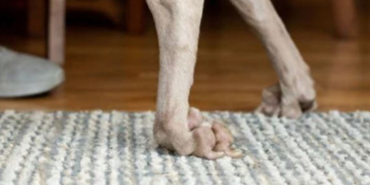 NoKnuckling Training Sock correction for paw dragging in dogs — ZOOMADOG