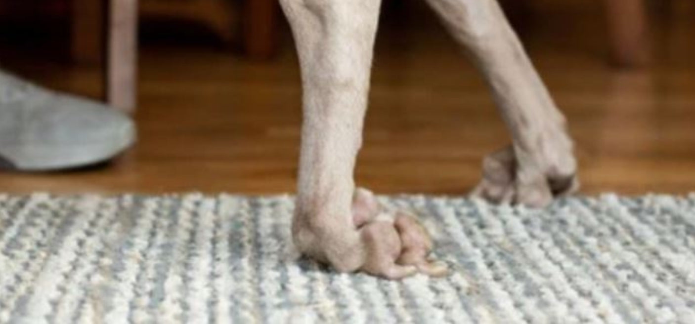 No-Knuckling Training Sock - correction for paw dragging in dogs