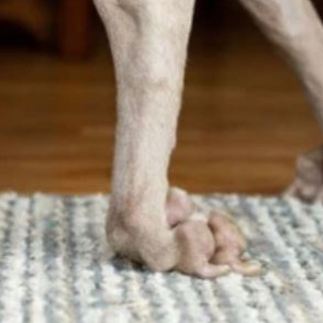 No-Knuckling Training Sock - correction for paw dragging in dogs