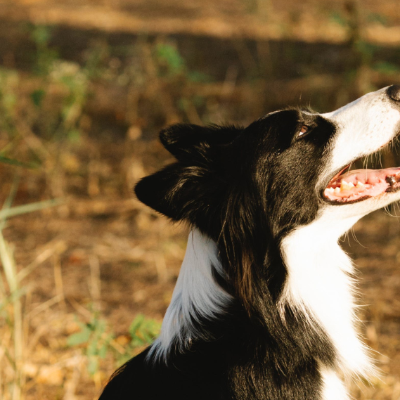 I Have a 13-year-old Border Collie with Hip Dysplasia in his Rear Right Hip. He Also Has Arthritis in Both Hind Legs and Struggles to Keep his Footing, With His Back Legs Splaying at Home. What Should I Do?