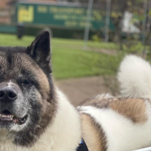 Teddy, the American Akita Dog, Tore Both His ACL Knee Ligaments