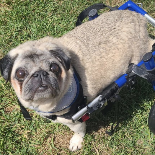 Summer suffered with Pug Myelopathy