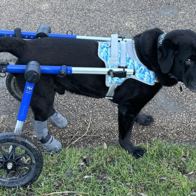 Atticus, the Labrador, suffers with Vasovagal Syncope and Arthritis