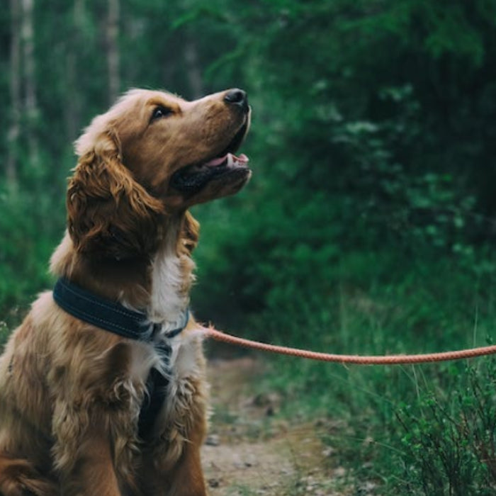 Swelling and Bruising After your Dogs Surgery