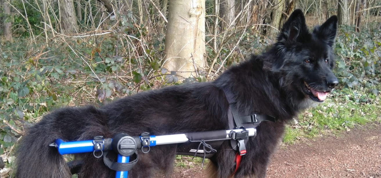 Mya, the German Shepherd dog, suffers with Degenerative Myelopathy ...