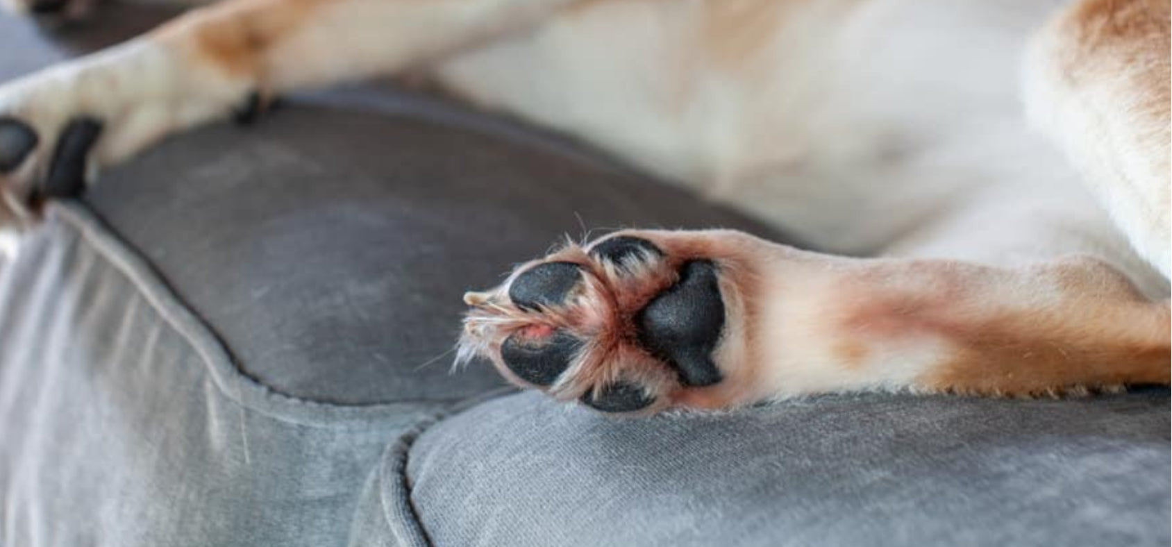 How to Treat My Dog's Itchy Paws