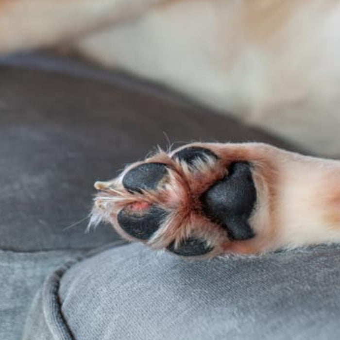 How to Treat My Dog's Itchy Paws