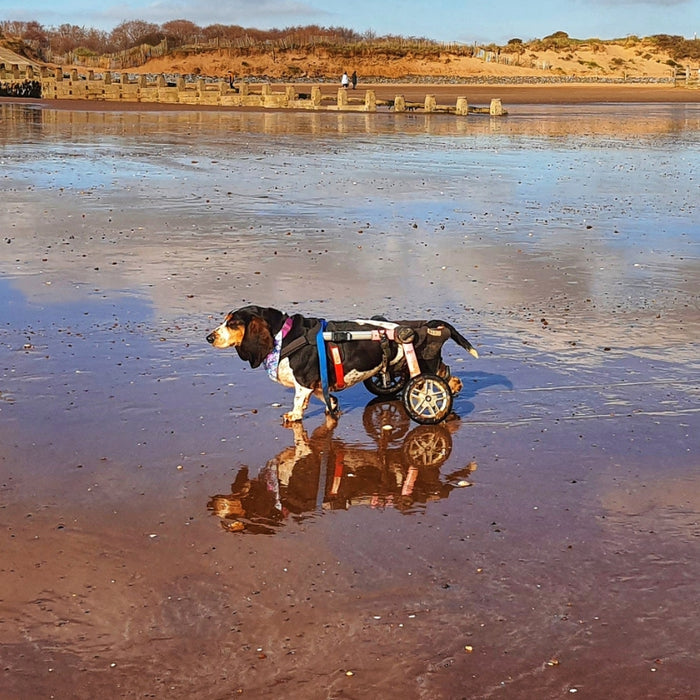 The Walkin' Wheels Wheelchair for Dogs