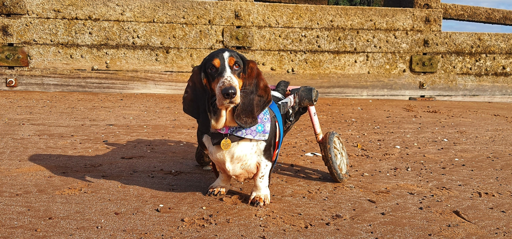 Walkin' Wheels Dog Wheelchair