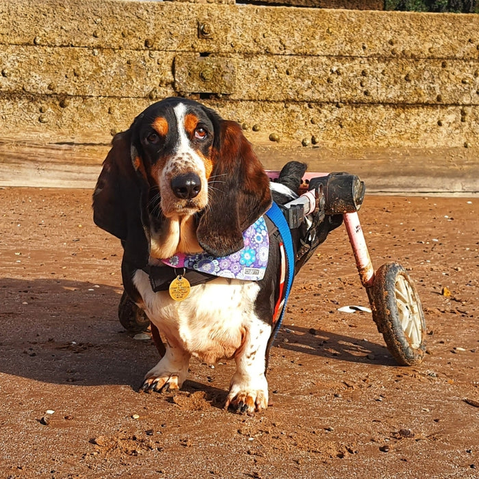 Walkin' Wheels Dog Wheelchair