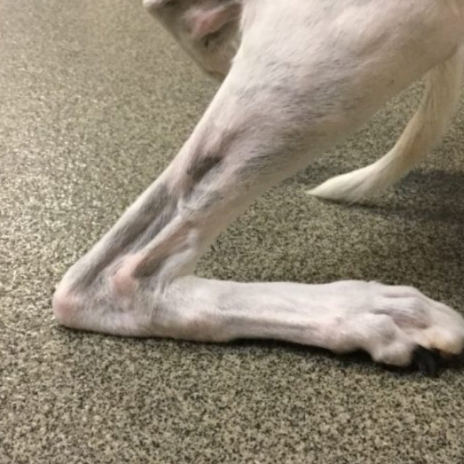 5 Ways to Help Your Dogs Achilles Tendon Injuries and Rupture