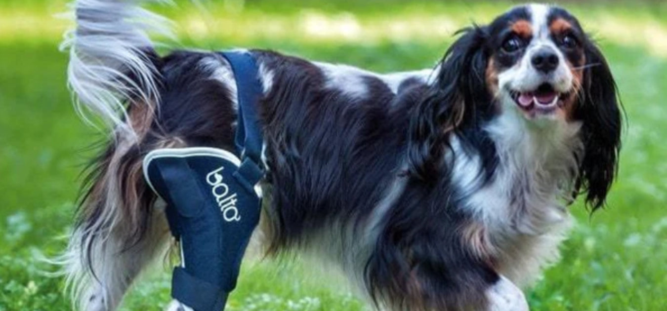 Diy dog hot sale knee brace