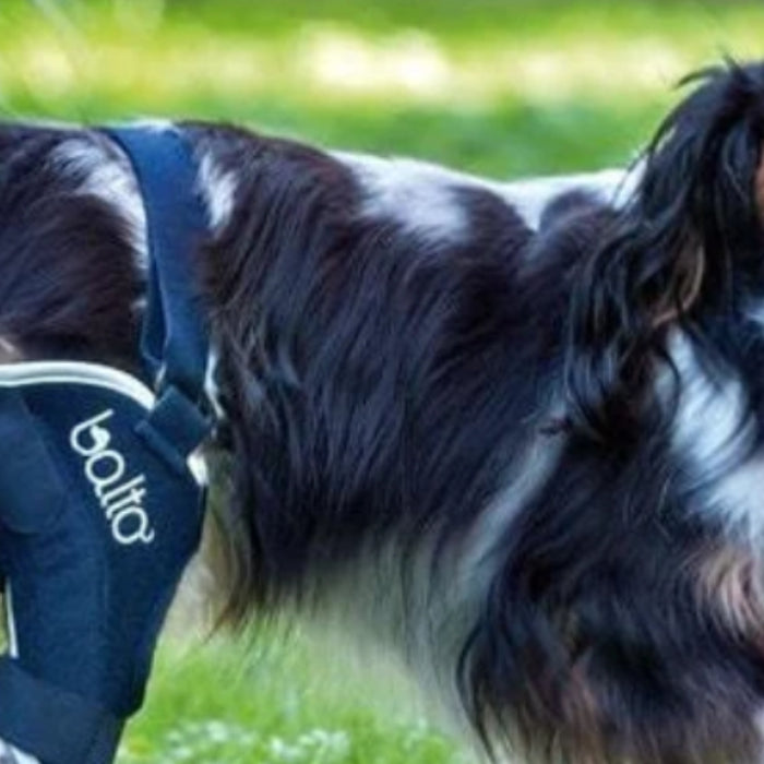 The Walkabout Cruciate Knee Brace for Dogs