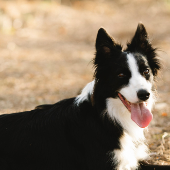 Hip Dysplasia in Border Collies