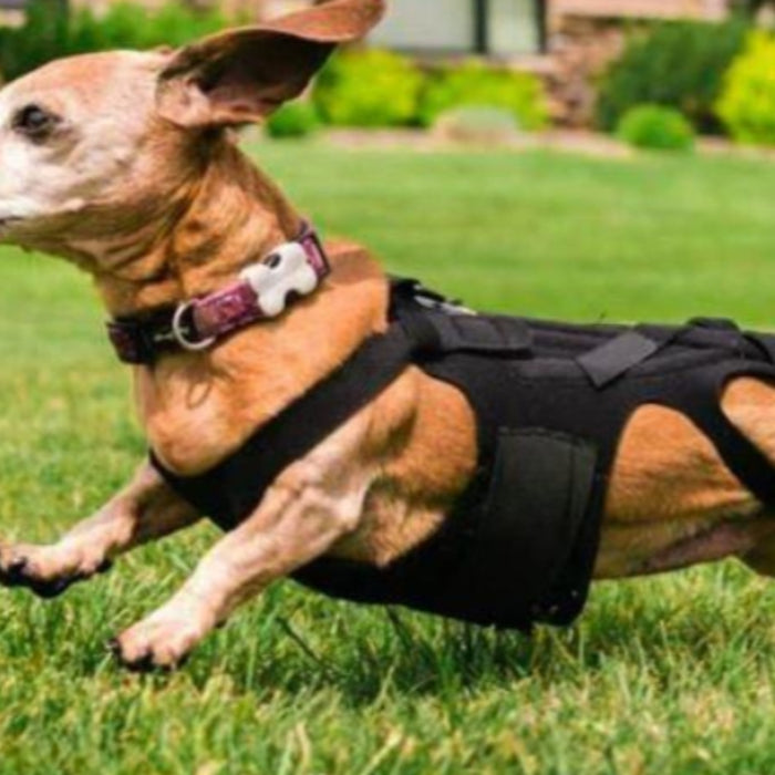 IVDD and Back Pain in Dogs and Suitable Dog Back Braces