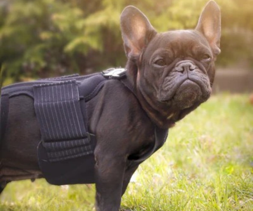 L'il Back Bracer Heated Back Brace for Dogs - Therapeutic Heat for Back Muscles & Joints