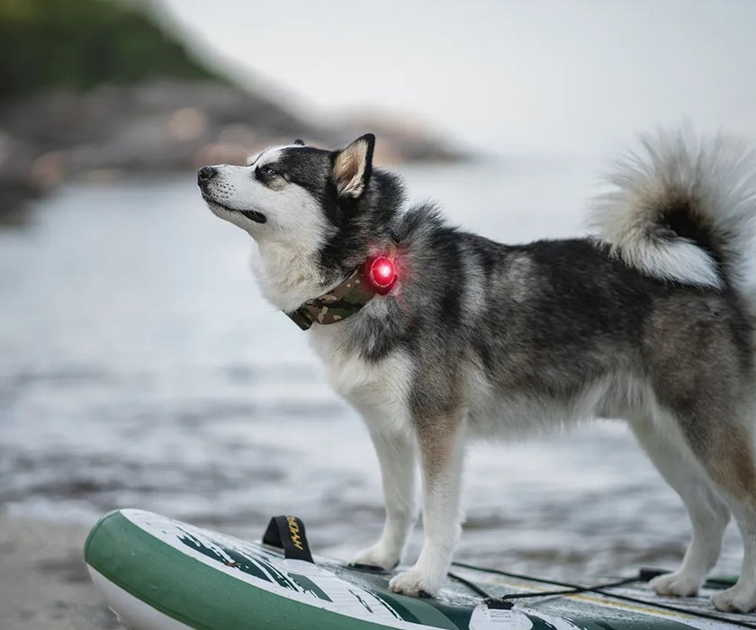 Orbiloc Dog Dual Safety Dog Light - Waterproof LED Light Visible Up to 5km for Collars, Harnesses and Leads