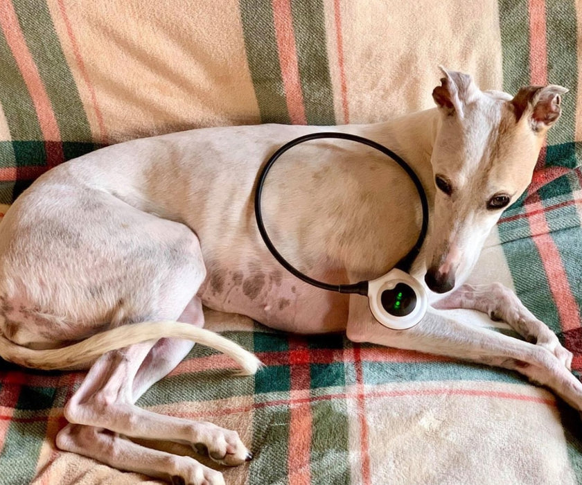 Assisi LOOP - Reduces Your Dog's Pain and Inflammation with Targeted Pulsed Electromagnetic Field Therapy (tPEMF)