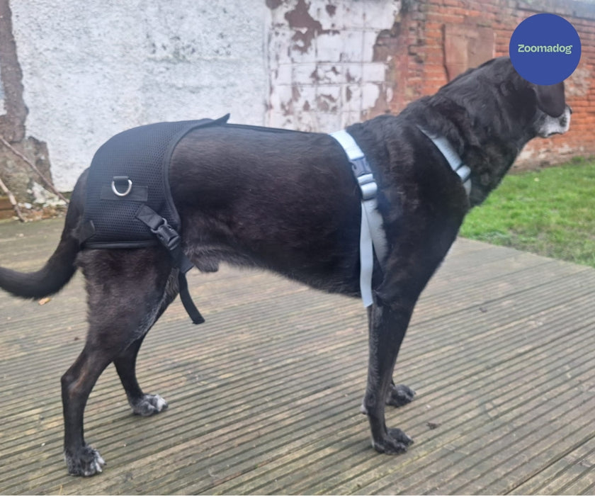 Zoomadog Happy Hips Dog Brace - Excellent for Hip Dysplasia & Hip Weakness
