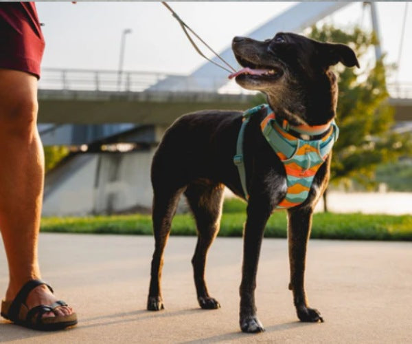 Ruffwear Front Range Dog Harness - Great Padded Everyday Harness With D-Ring