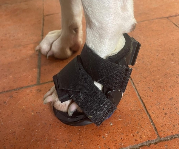 Zoomadog Buster Boot Paw Splint for Dogs - Ideal for Broken Toes & Paw Injuries (firm)