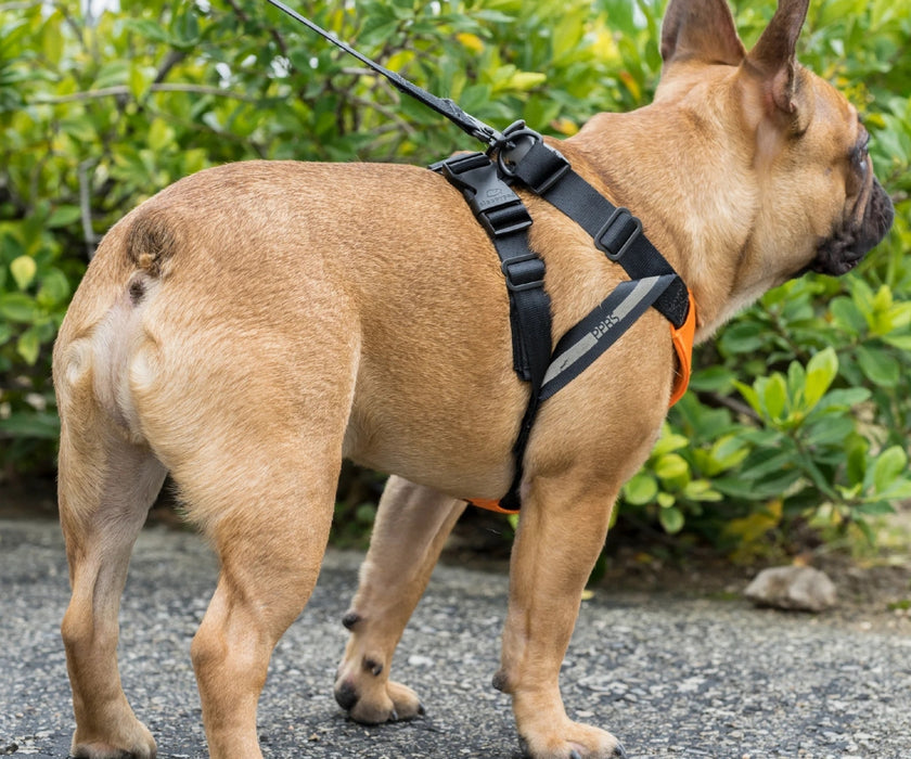 Sleepypod ClickIt Sport Plus Safety Dog Harness  - Keep Your Dog Safe In and Out Of The Car