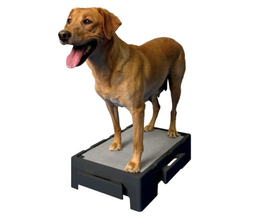Blue-9 Dog Klimb Junior Platform - Low-Height Step for Injury Recovery, Mobility Support & Gentle Conditioning (61cm L × 39cm W × 16cm H)