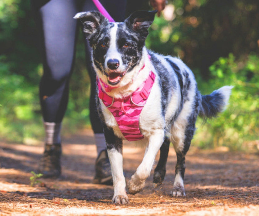 Ruffwear Front Range Dog Harness - Great Padded Everyday Harness With D-Ring