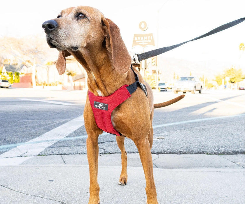 Sleepypod ClickIt Sport Plus Safety Dog Harness  - Keep Your Dog Safe In and Out Of The Car
