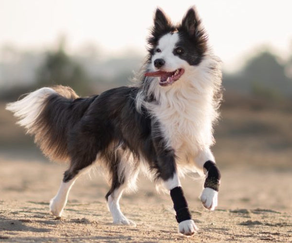 Pawtector Carpiflex Sports Wrap for Dogs - Provides Gentle Compression & Joint Stability