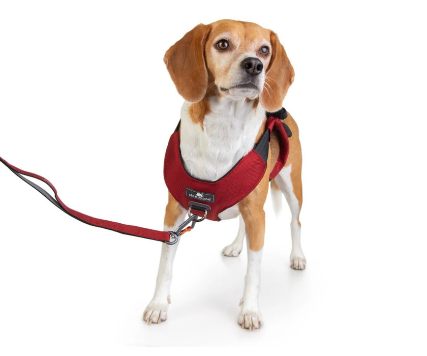 Sleepypod ClickIt Range Dog Car Safety Harness - Easy Lifting & Secure Travel for Your Dog