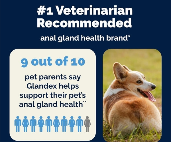 Glandex Anal Gland Support Chews for Dogs - Peanut Butter 30 Soft Chews