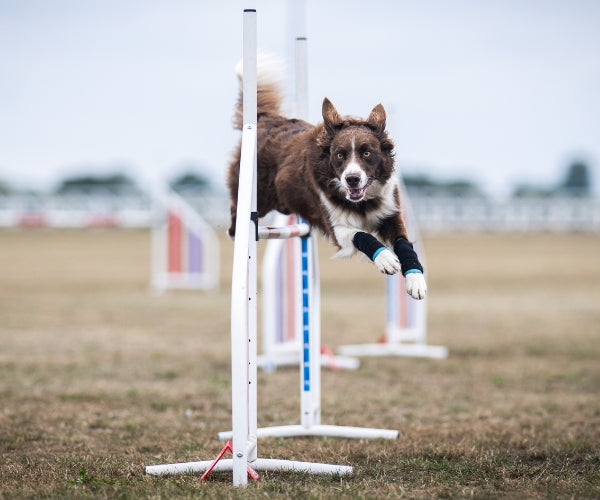 Pawtector Carpiflex Sports Wrap for Dogs - Provides Gentle Compression & Joint Stability