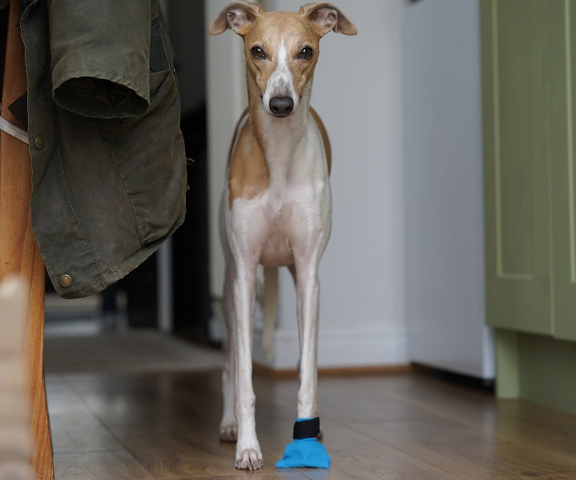 Non-Stop Dogwear Long Distance Dog Boots - Light Shoes with Good Grip to Protect Against Snow & Ice (four boots)