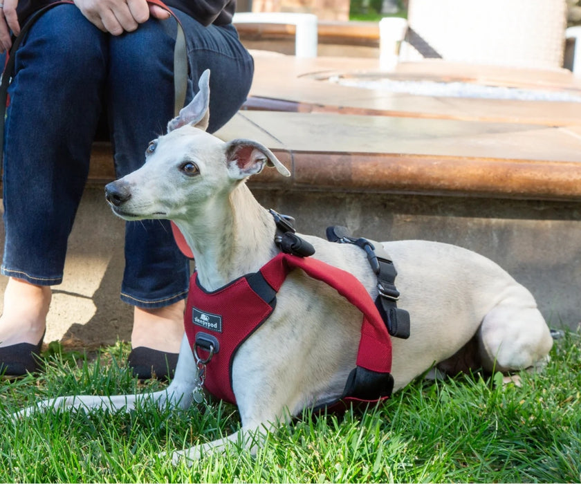 Sleepypod ClickIt Range Dog Car Safety Harness - Easy Lifting & Secure Travel for Your Dog
