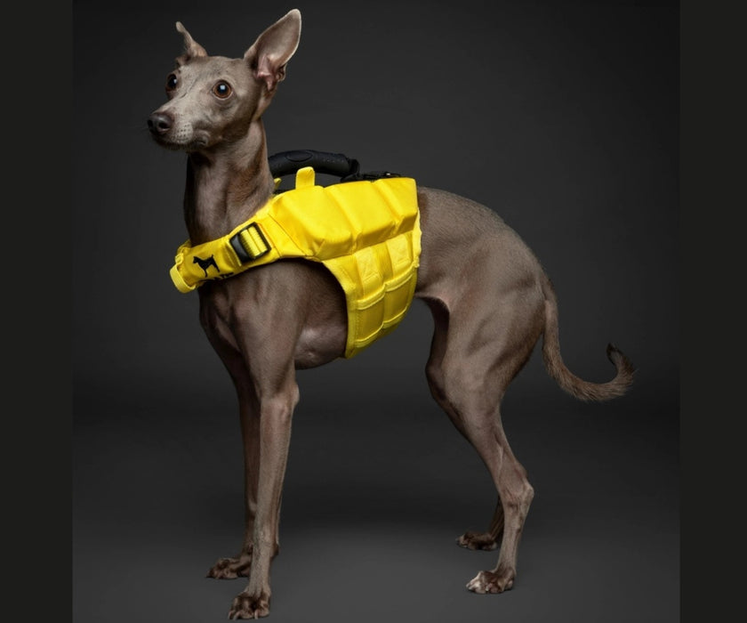 Noah & Paw Dog Life Jacket - Human Standards Life Jacket with Reinforced Rescue Handles for Comfortable & Supportive Swimming