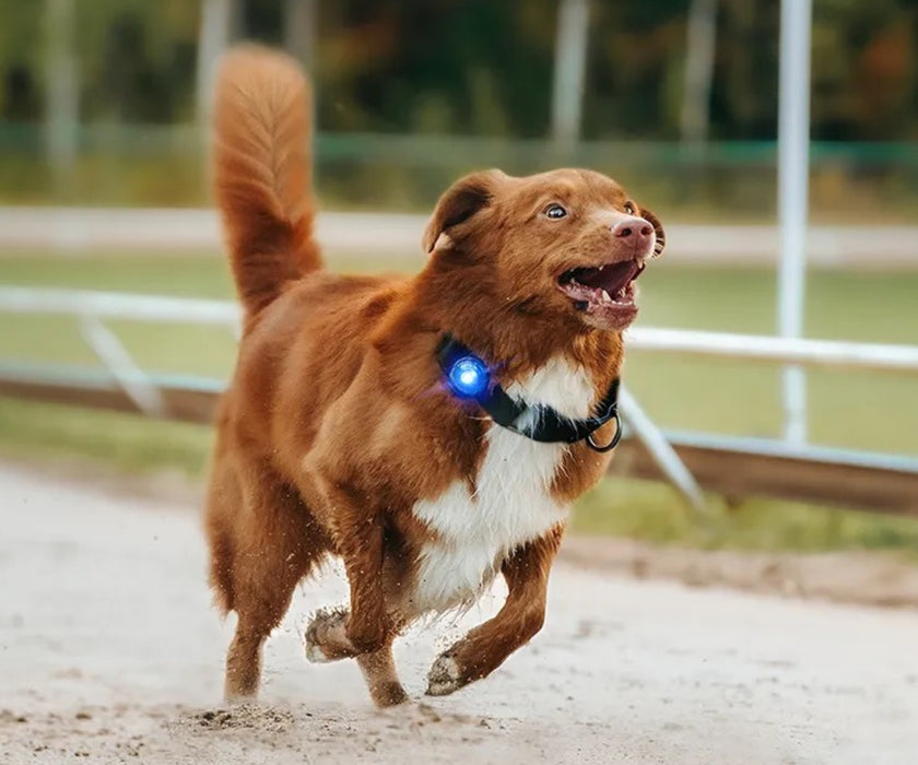 Orbiloc Dog Dual Safety Dog Light - Waterproof LED Light Visible Up to 5km for Collars, Harnesses and Leads