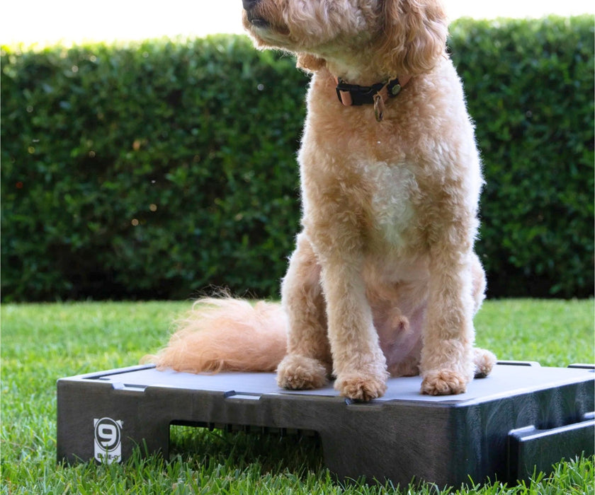 Blue-9 Dog Klimb Junior Platform - Low-Height Step for Injury Recovery, Mobility Support & Gentle Conditioning (61cm L × 39cm W × 16cm H)