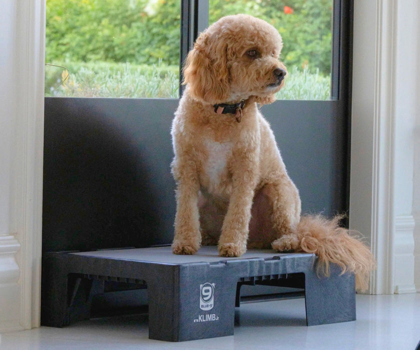 Blue-9 Dog Klimb Junior Platform - Low-Height Step for Injury Recovery, Mobility Support & Gentle Conditioning (61cm L × 39cm W × 16cm H)