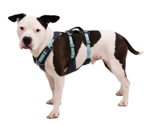 Double d ring dog harness hotsell