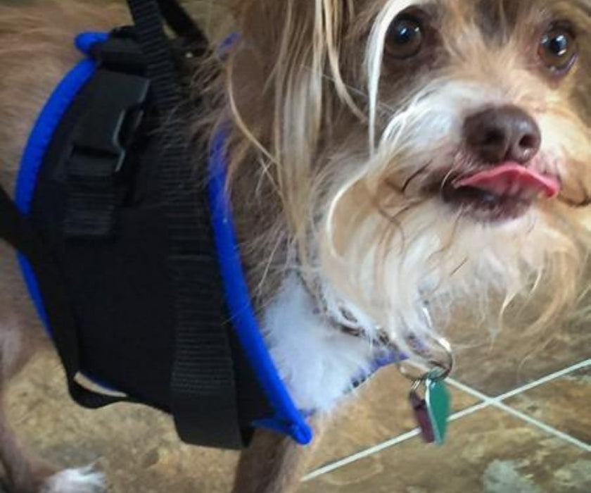 Walkabout Front Amputee Dog Harness