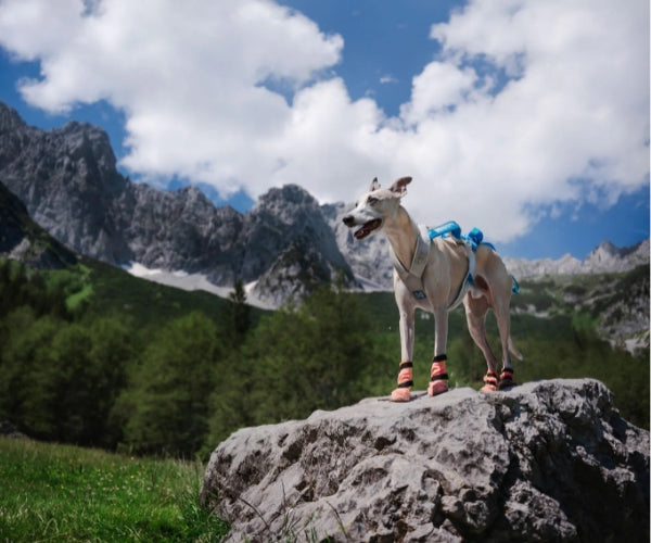 Non-Stop Dogwear Protector Light High Dog Socks - Anti-Cut Protection Socks For Your Dog's Paws & Legs (four socks)