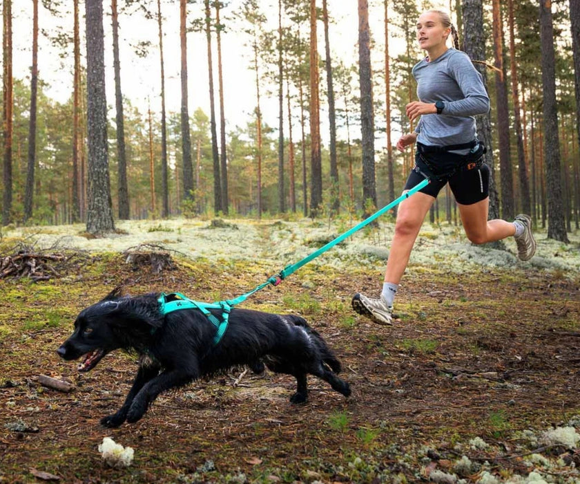 Non-Stop Dogwear Bungee Dog Lead - Reduce Pulling & Sudden Jolts for Comfortable Walks (2m or 2.8m length)