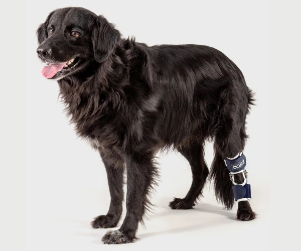 Balto Flexor Adjustable Hock Brace for Dogs (moderate)