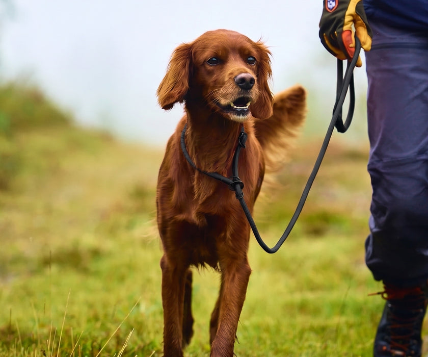 Non-Stop Dogwear Retriever Lead for Dogs - Adjustable Slip Lead & Collar for Training